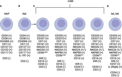 The role and novel use of natural killer cells in graft-versus-leukemia reactions after allogeneic transplantation